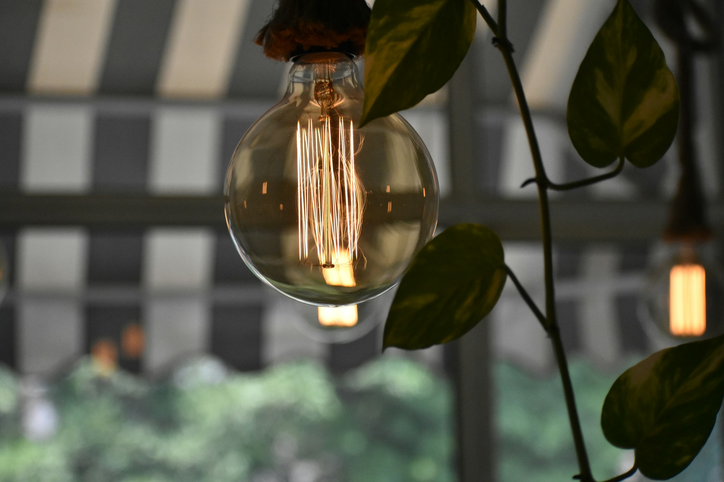 Light Bulb and Plant